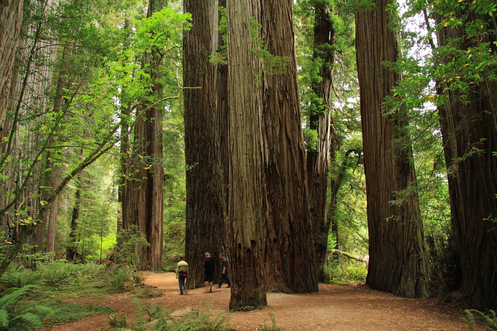 Massive trunks in Stout Memorial Grove at Jedediah Smith Redwoods