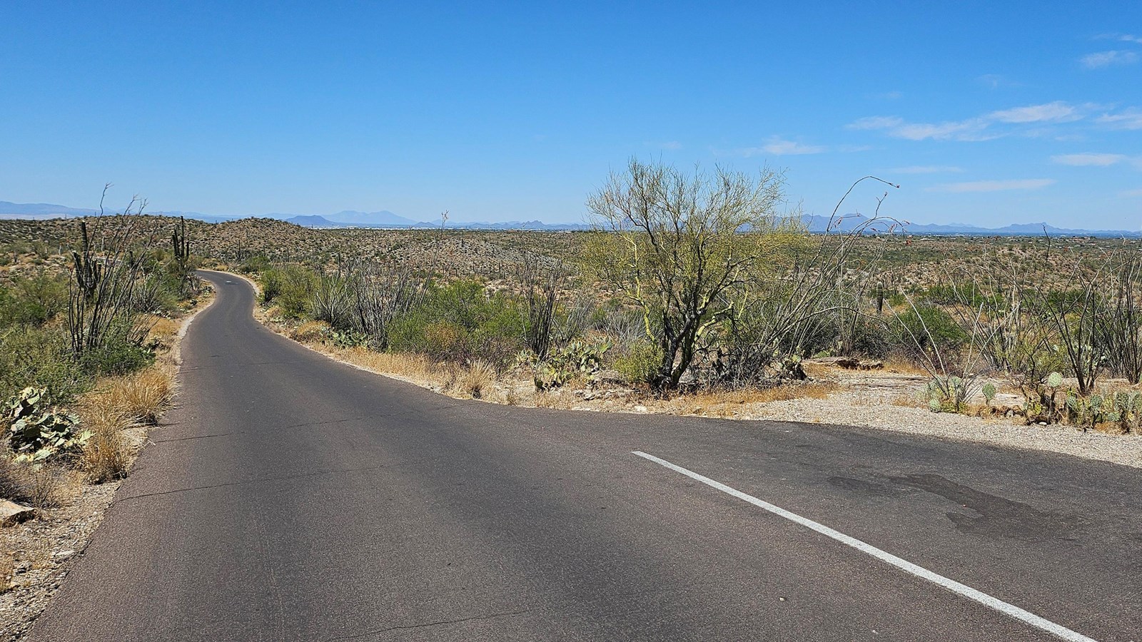 Cactus Forest Drive winding through the Rincon Mountain District