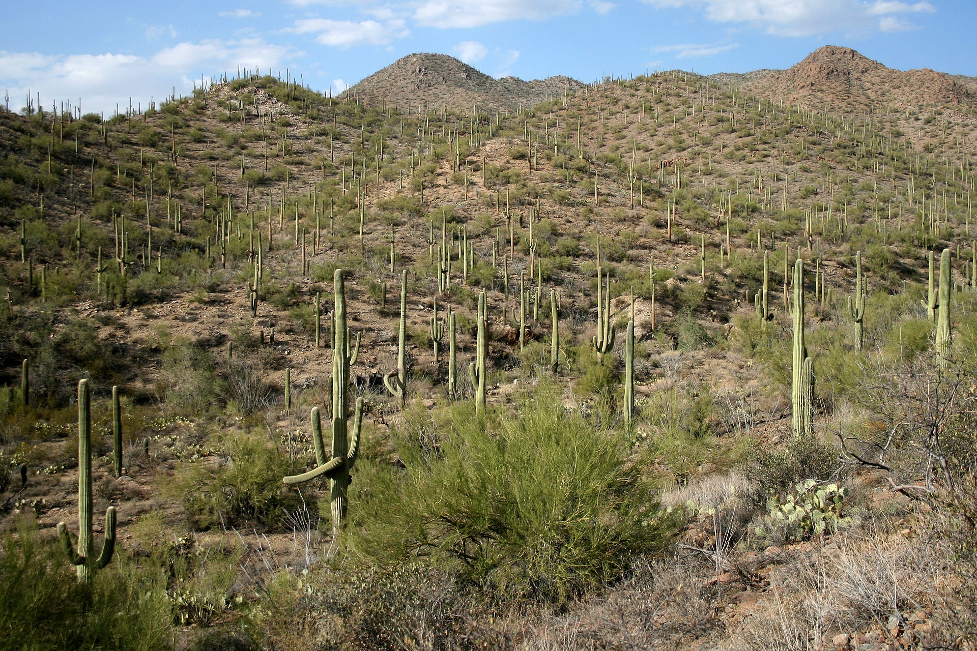 A dense forest of giant saguaro cactus in Saguaro National Park