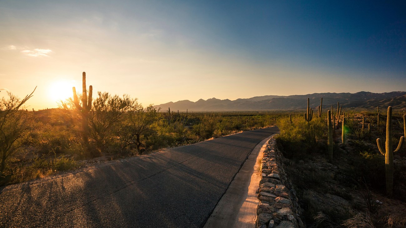 The Tucson Mountain District desert landscape