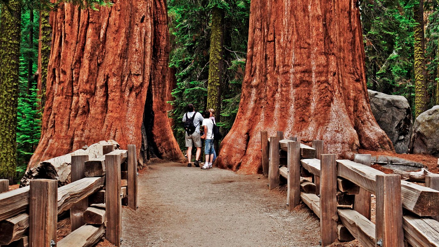 A trail winding through the Giant Forest among huge sequoias