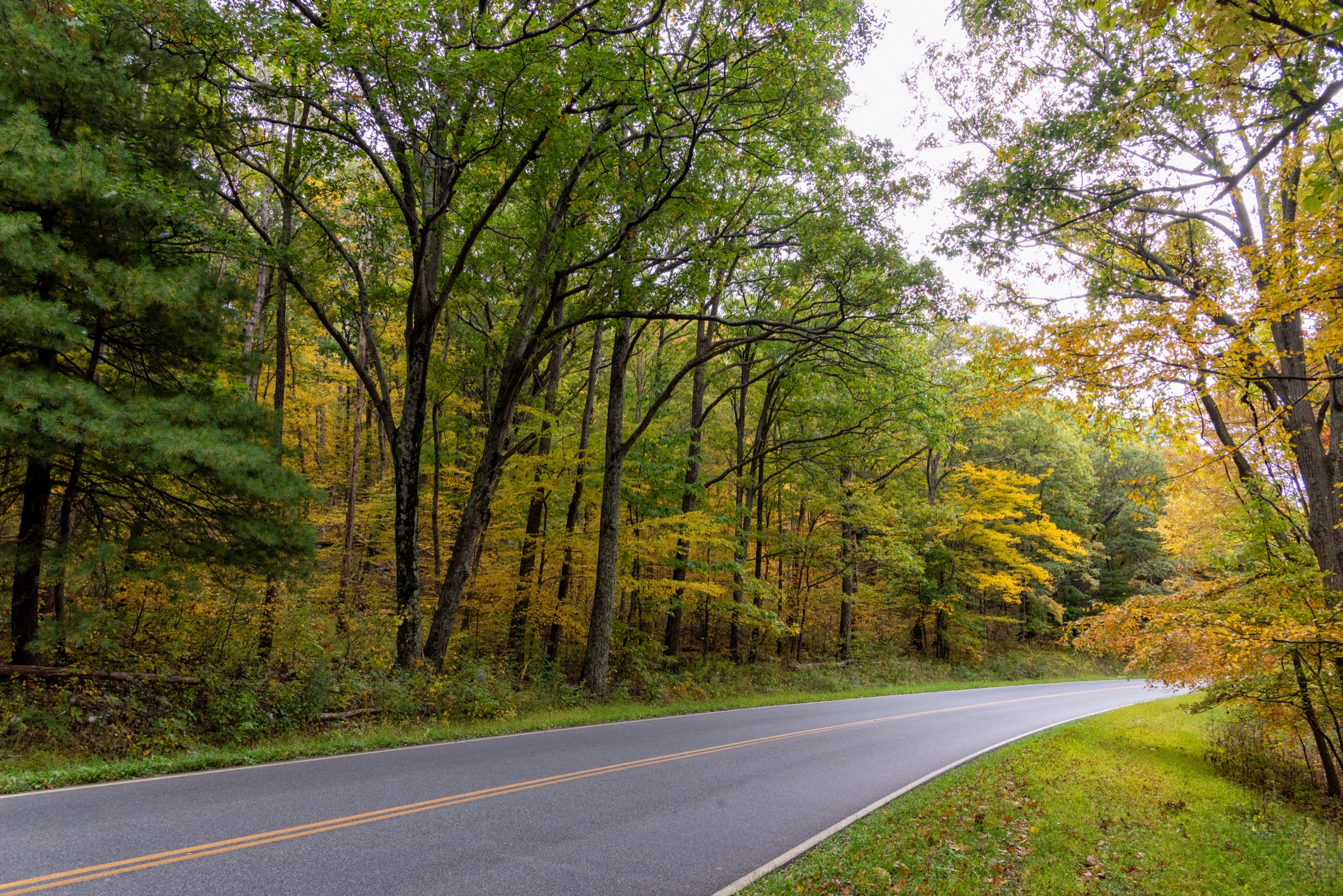 Skyline Drive winding through hillsides of autumn foliage in Shenandoah National Park, Virginia, with the road curving into rolling fall-colored ridges just north of Elkwallow Wayside.