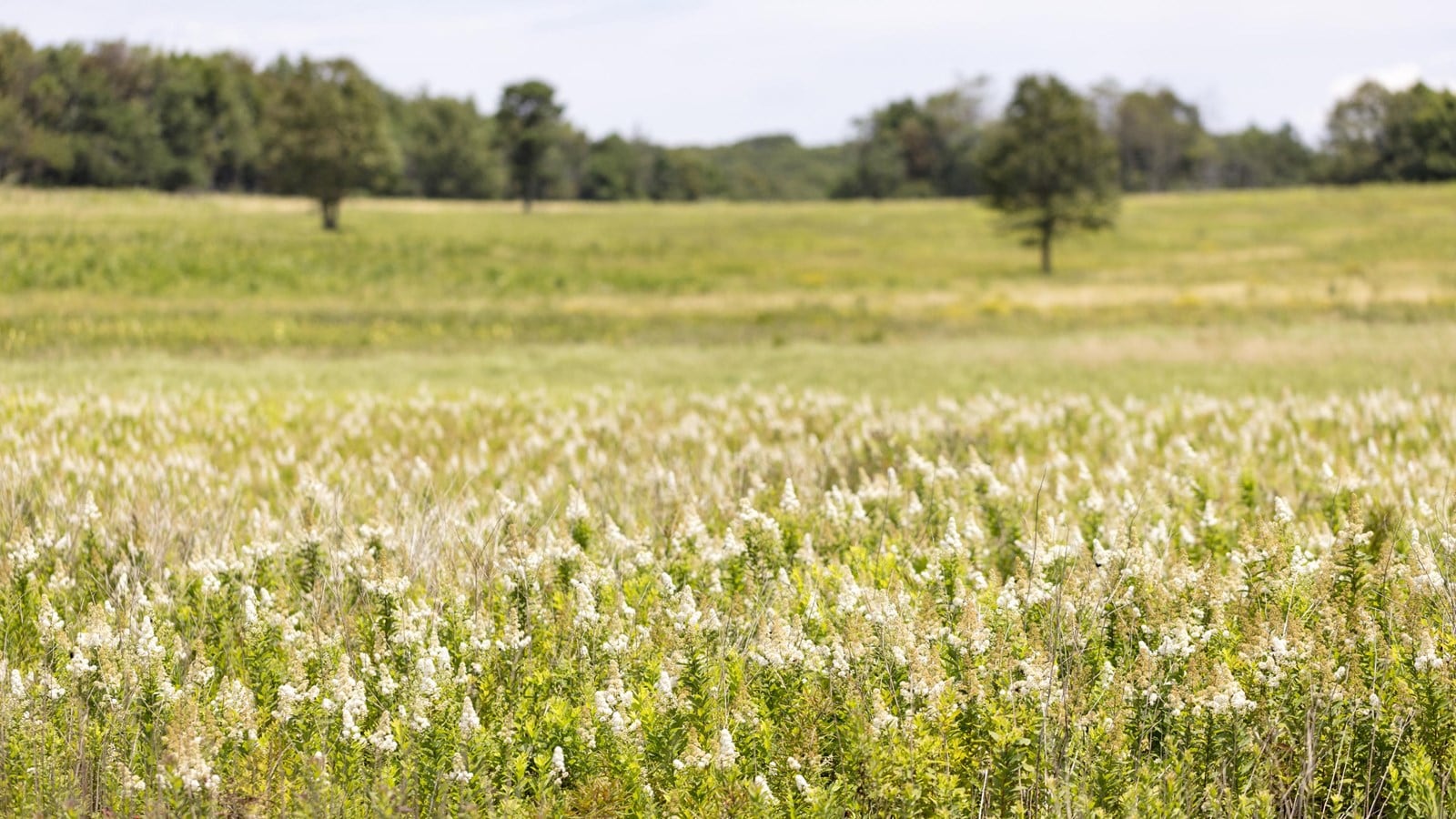 A grassy Big Meadows landscape with forest beyond