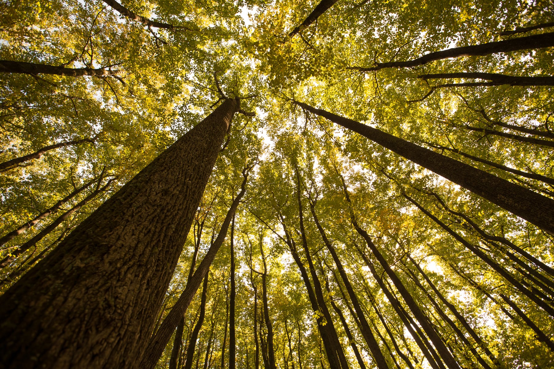 Yellow fall forest canopy in Shenandoah