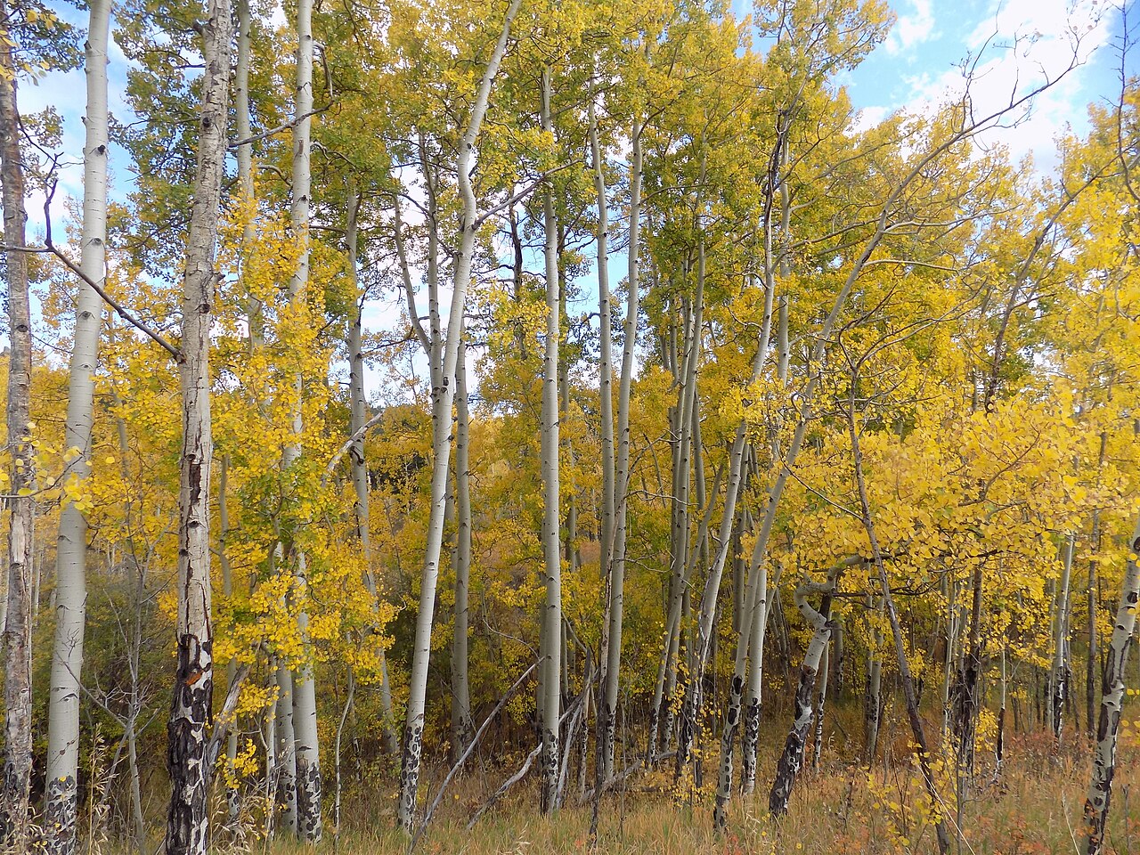 Golden aspens in Golden Gate Canyon State Park