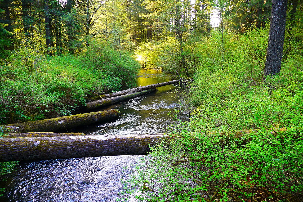 Silver Creek flowing through Silver Falls State Park