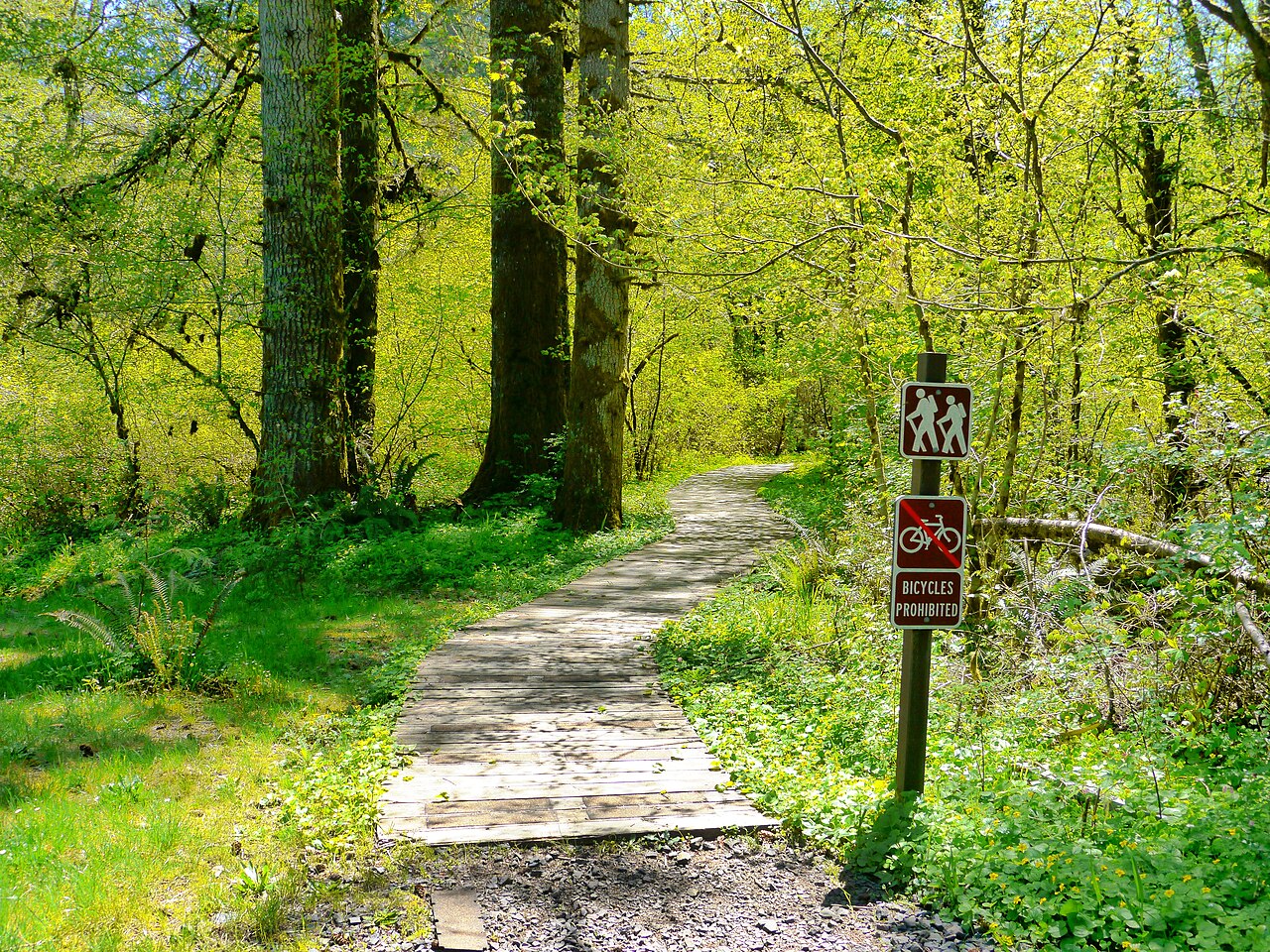 Forest trail in the Silver Falls State Park campground