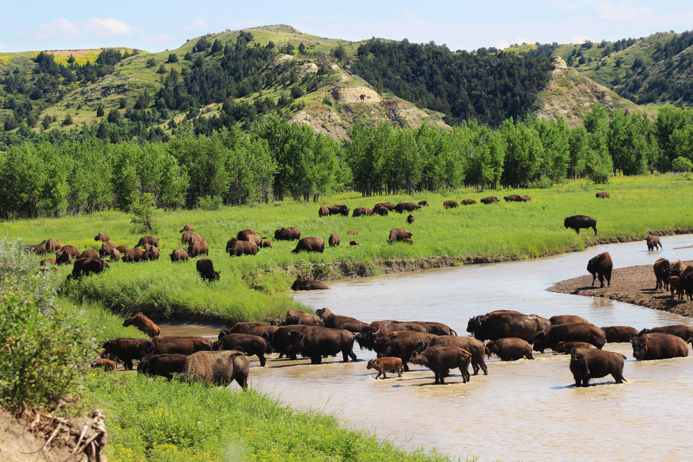 A bison in Theodore Roosevelt National Park prairie