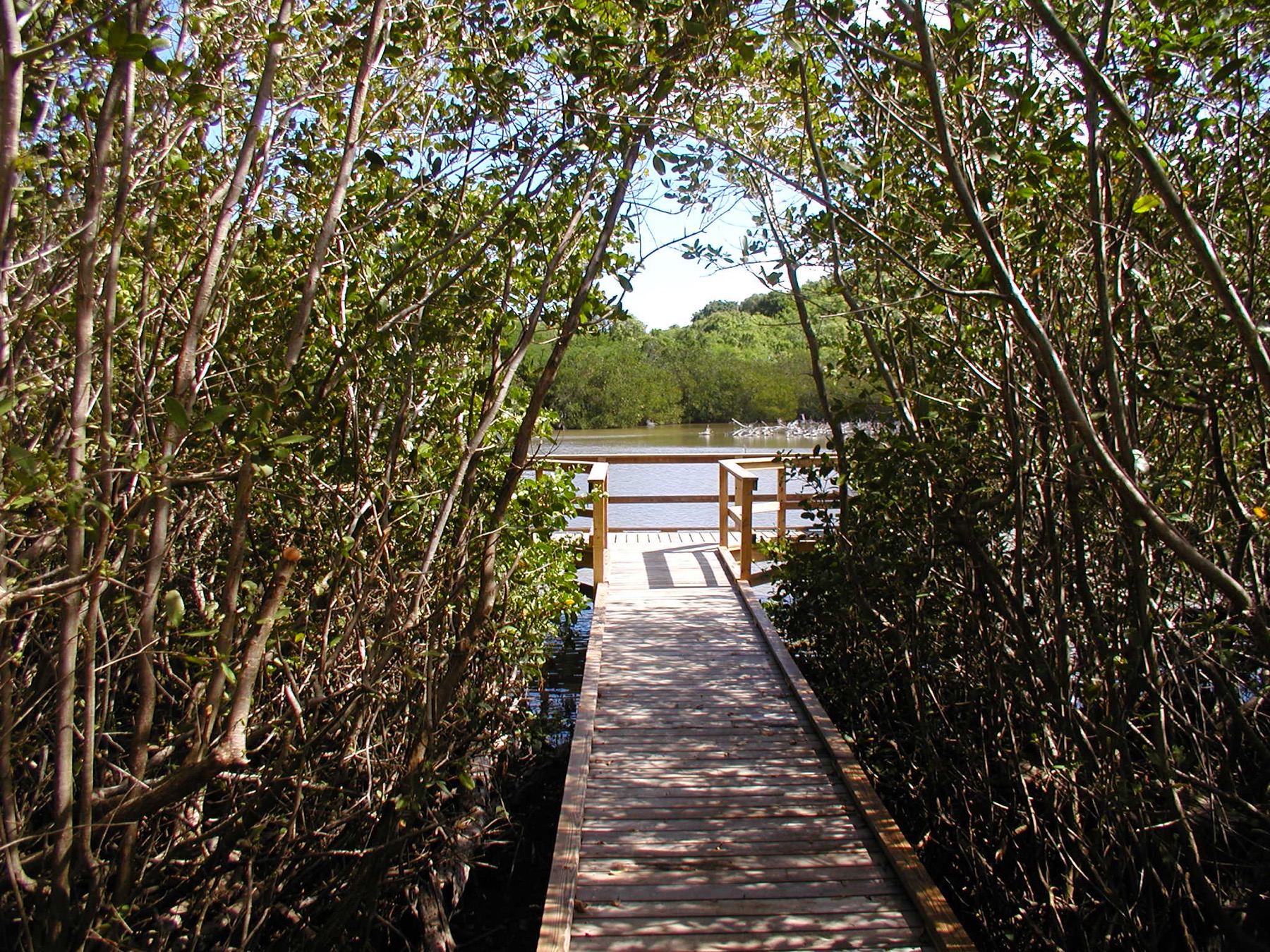 Francis Bay boardwalk through coastal habitat