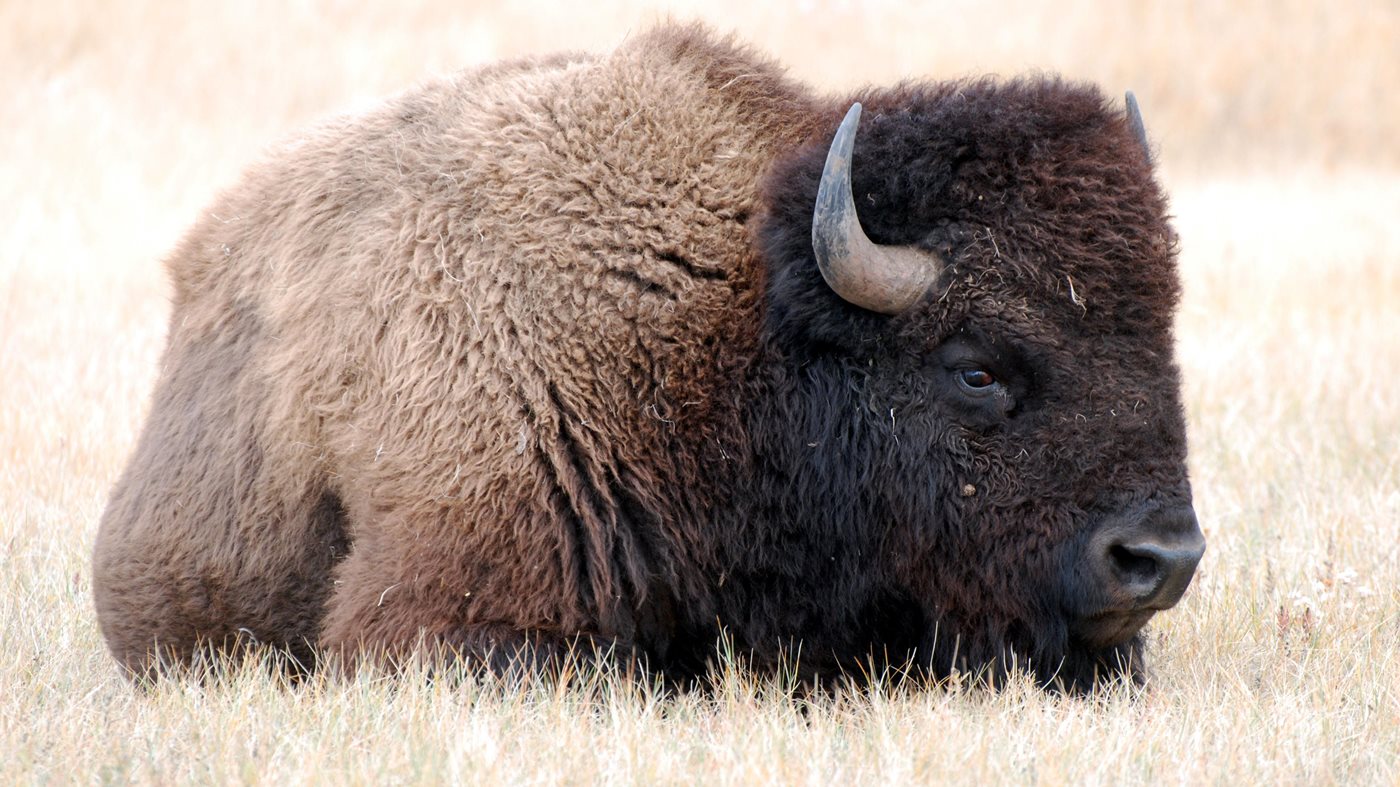 A bison resting in the grass at Wind Cave National Park