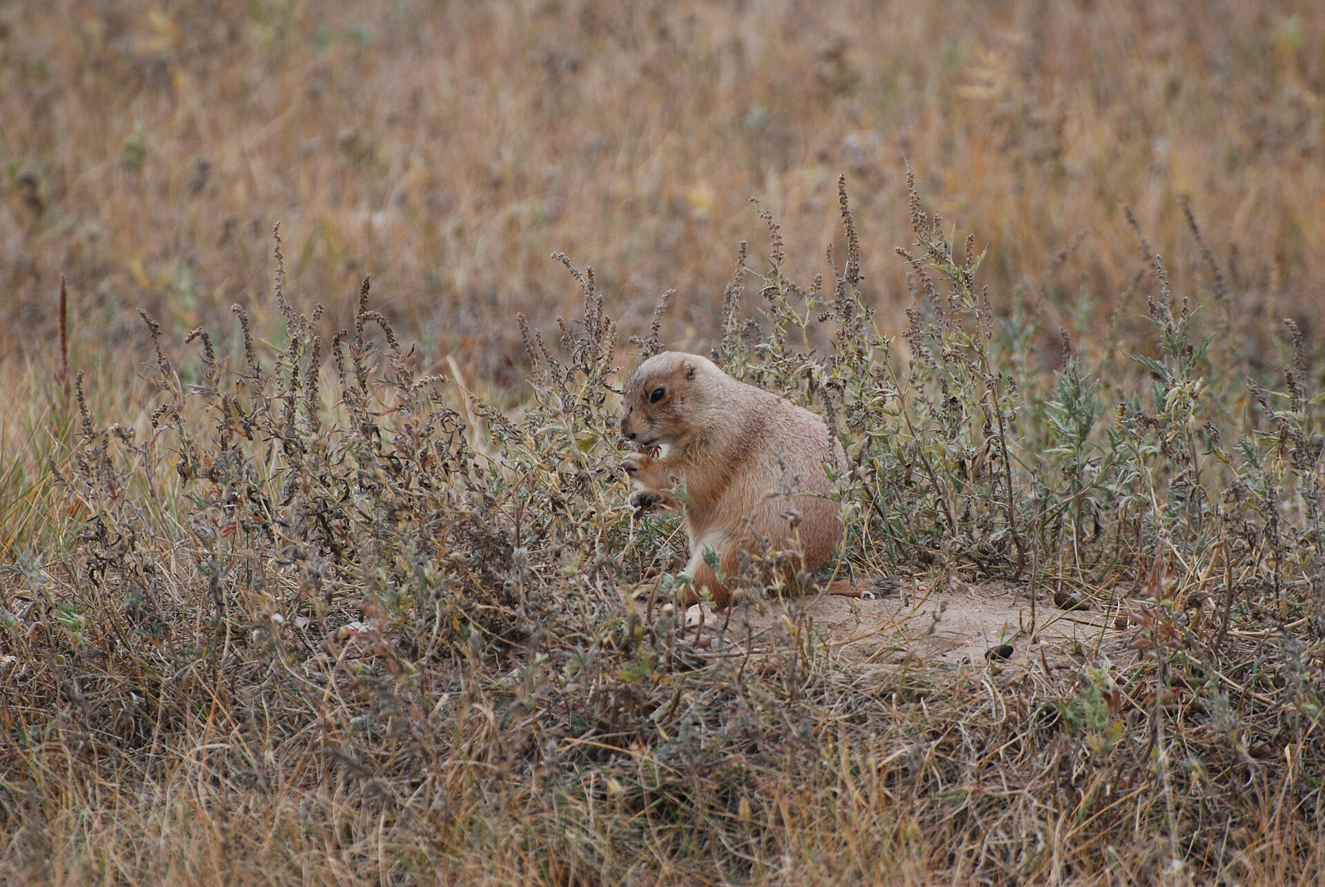 A prairie dog eating beside its burrow