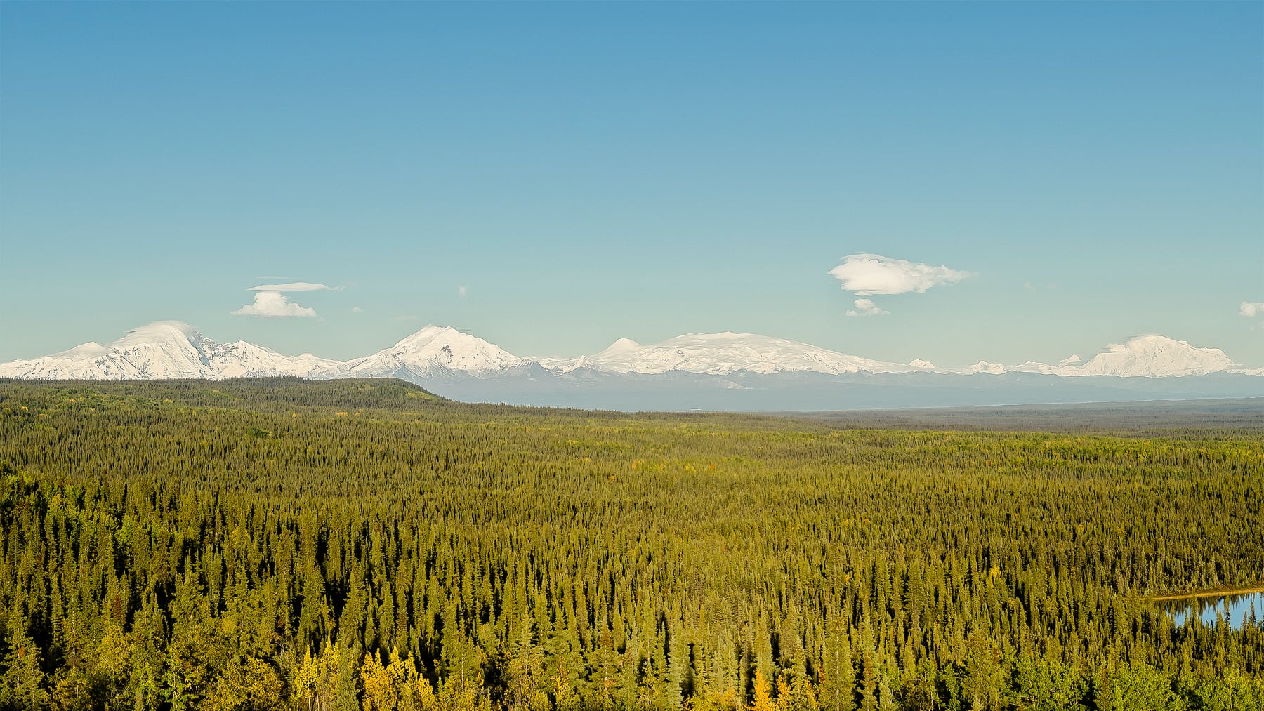 Snow-covered Wrangell Mountains rising above dense forest